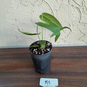 #M8 Anthurium Dolichostachyum