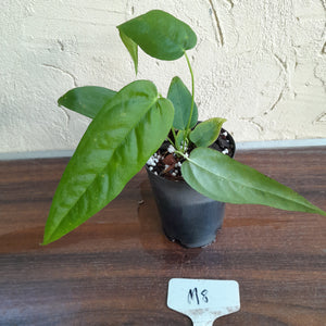 #M8 Anthurium Dolichostachyum