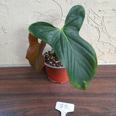 #83 Anthurium Truncicola x Forgetii
