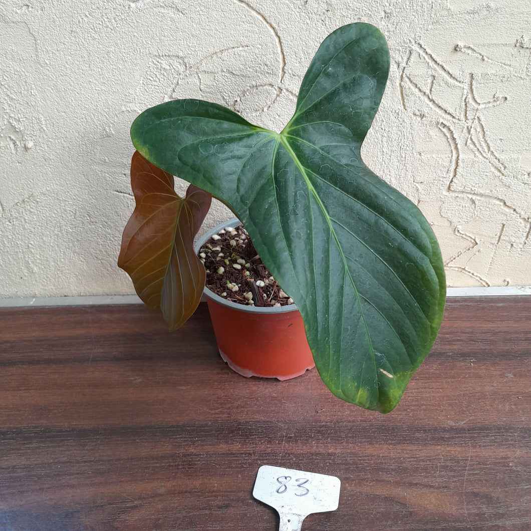 #83 Anthurium Truncicola x Forgetii