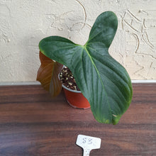 Load image into Gallery viewer, #83 Anthurium Truncicola x Forgetii