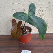 Load image into Gallery viewer, #83 Anthurium Truncicola x Forgetii