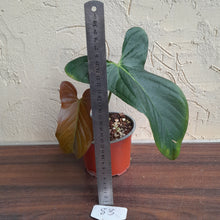 Load image into Gallery viewer, #83 Anthurium Truncicola x Forgetii