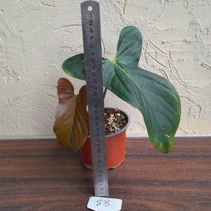 #83 Anthurium Truncicola x Forgetii