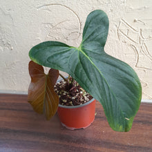 Load image into Gallery viewer, #83 Anthurium Truncicola x Forgetii