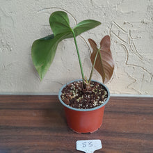 Load image into Gallery viewer, #83 Anthurium Truncicola x Forgetii