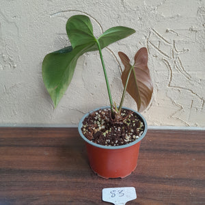 #83 Anthurium Truncicola x Forgetii