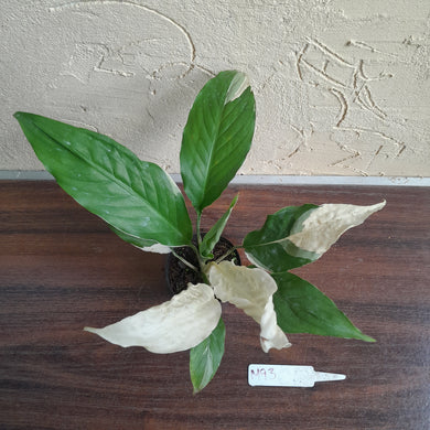 #M93 Spathiphyllum Picasso