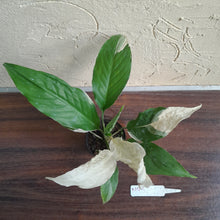 Load image into Gallery viewer, #M93 Spathiphyllum Picasso