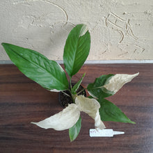 Load image into Gallery viewer, #M93 Spathiphyllum Picasso