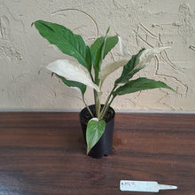 Load image into Gallery viewer, #M93 Spathiphyllum Picasso