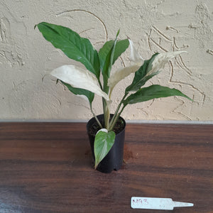 #M93 Spathiphyllum Picasso