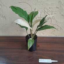Load image into Gallery viewer, #M93 Spathiphyllum Picasso