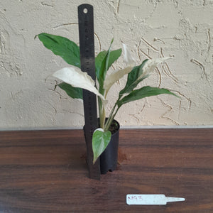 #M93 Spathiphyllum Picasso