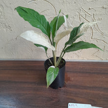 Load image into Gallery viewer, #M93 Spathiphyllum Picasso