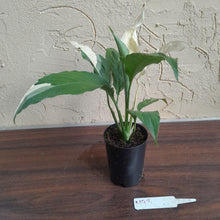 Load image into Gallery viewer, #M93 Spathiphyllum Picasso