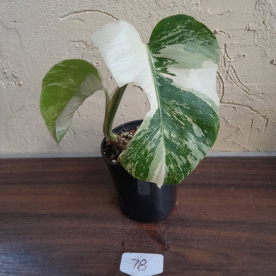 #78 Variegated Monstera Borsigiana