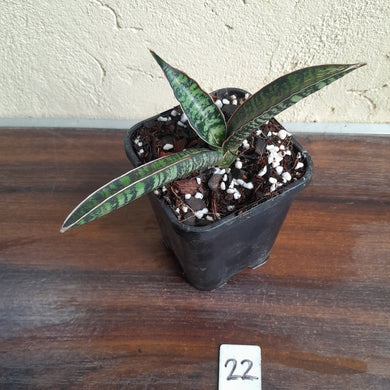 #22 Sansevieria Fischeri Singularis