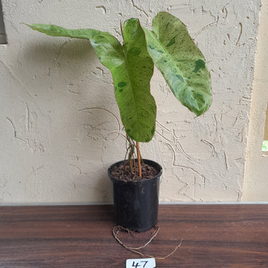 #47 Large Philodendron Paraiso Verde