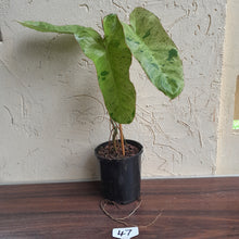 Load image into Gallery viewer, #47 Large Philodendron Paraiso Verde