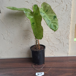 #47 Large Philodendron Paraiso Verde