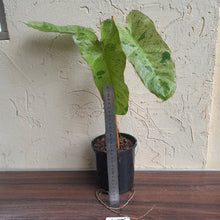 Load image into Gallery viewer, #47 Large Philodendron Paraiso Verde
