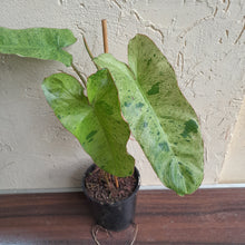 Load image into Gallery viewer, #47 Large Philodendron Paraiso Verde