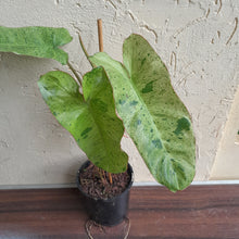 Load image into Gallery viewer, #47 Large Philodendron Paraiso Verde