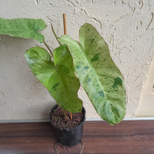 Load image into Gallery viewer, #47 Large Philodendron Paraiso Verde