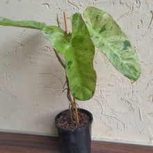Load image into Gallery viewer, #47 Large Philodendron Paraiso Verde