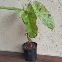 Load image into Gallery viewer, #47 Large Philodendron Paraiso Verde