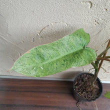 Load image into Gallery viewer, #47 Large Philodendron Paraiso Verde