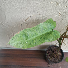 Load image into Gallery viewer, #47 Large Philodendron Paraiso Verde