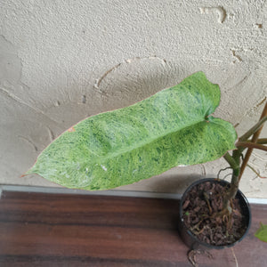 #47 Large Philodendron Paraiso Verde
