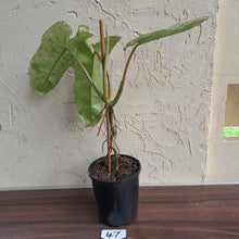 Load image into Gallery viewer, #47 Large Philodendron Paraiso Verde