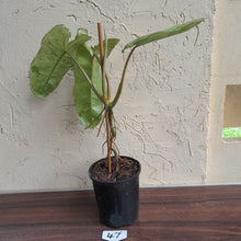 Load image into Gallery viewer, #47 Large Philodendron Paraiso Verde