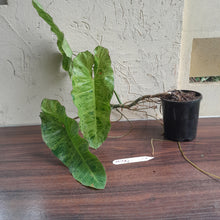 Load image into Gallery viewer, #M100 Large Philodendron Paraiso Verde