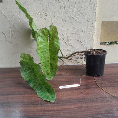 #M100 Large Philodendron Paraiso Verde