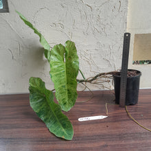 Load image into Gallery viewer, #M100 Large Philodendron Paraiso Verde