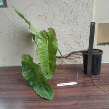 Load image into Gallery viewer, #M100 Large Philodendron Paraiso Verde