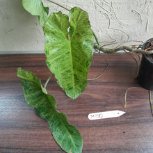 Load image into Gallery viewer, #M100 Large Philodendron Paraiso Verde