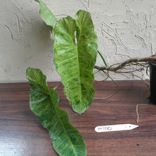 Load image into Gallery viewer, #M100 Large Philodendron Paraiso Verde