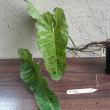 Load image into Gallery viewer, #M100 Large Philodendron Paraiso Verde