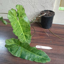 Load image into Gallery viewer, #M100 Large Philodendron Paraiso Verde