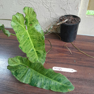 #M100 Large Philodendron Paraiso Verde