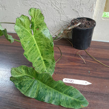 Load image into Gallery viewer, #M100 Large Philodendron Paraiso Verde