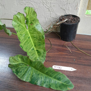 #M100 Large Philodendron Paraiso Verde