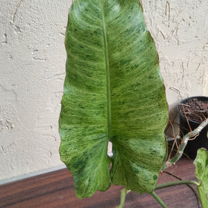 #M100 Large Philodendron Paraiso Verde