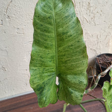 Load image into Gallery viewer, #M100 Large Philodendron Paraiso Verde