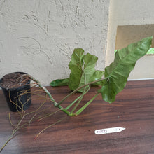 Load image into Gallery viewer, #M100 Large Philodendron Paraiso Verde